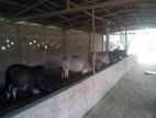 Dairy and poultry agro prokolpo farm for sell.