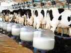 Dairy Farm Milk
