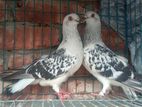 damasin pair for sell