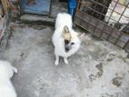 Danish Dog