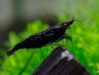 Dark Black Shrimp