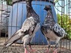 Dark Strock Budapest New Pair