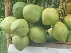 ডাব বিক্রি