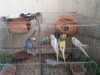 BIRD FOR SELL
