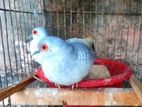 ডাইমন্ড ডাভ Daimond dove