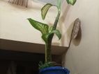 ডাইফেনবাসিয়া
