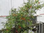 ডালিম গাছ
