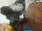 ডার্ক ব্রাহামা মোরগ বিক্রি করবো