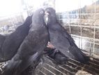 ডাস্ট টাম লার বেবি