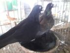 ডাস্ট টামলার রানিং পেয়ার
