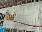 ডায়মন্ড ডাব