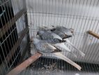 ডায়মন্ড ডাব