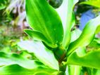 ডায়াবেটিস নিয়ন্ত্রণের ইনসুলিন প্লান্ট.