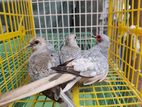 ডায়মন্ড ডাব বাচ্চাসহ