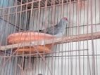 ডায়মন্ড ডাভ।daimond dove for sale