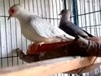 ডায়মন্ড ডাভ