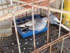 ডায়মন্ড ডাভ ও অস্ট্রেলিয়ান ঘুঘু