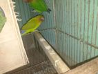 ডিম বাচ্চা গেরান্টি লাভবার্ড জোড়া