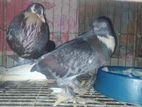 ডিম বাচ্চা রানিং পটার বল কবুতর