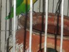 ডিম বাচ্চা সহ লাভ বার্ড পেয়ার