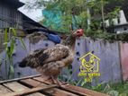 ডিম পাড়া দেশি মুরগি
