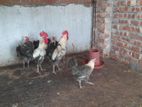 ডিম পাড়া ফাউমি মুরগি বিক্রি করা হবে