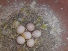 ডিম পাড়া অবস্থায় একটি রানিং বাজরিগার ফিমেল পাখি বিক্রি করা হবে!