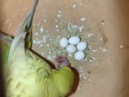 ডিম পাড়া বাজরিঘার পাখি