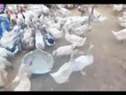 ডিম পাড়া পাতি হাস চাই