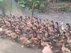 ডিমের হাস খাকি ক্যম্বেল