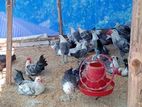 ডিমের রাণী মিশরী ফাউমি মুরগি