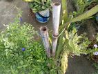 ড্রাগন গাছ বিক্রয় হবে। ড্রাগন, নীল অপরাজিতা,