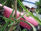 ড্রাগন কাটিং