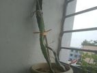 ড্রাগন ফলের গাছ গোলাপী রং