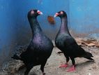 ড‍্যানিশ