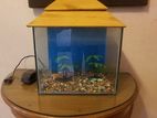 Decorated Aquarium with Air pump