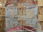 Decorated Bird Cage (japanese) For Budgieregar/love