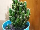 Premium quality actual cactus decoration trees.