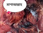 °°ফিলব্যাক°°মুরগির বাচ্চা হাতবদল হবে