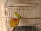 Bird for sell