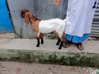একটি খাসির বাচ্চা