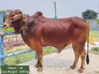 deshal qurbani cattle