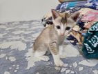 Cat Adoption