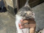 দেশি বিদেশির ক্রস cat