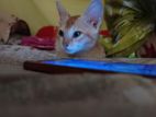 দেশি বিড়াল Adoption