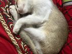 দেশি বিড়াল বিক্রি