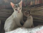 দেশি বিড়ালের বাচ্চা ফ্রি দেয়া হবে Adoption