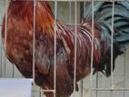 Deshi breeding Rooster (মোরগ)