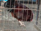 দেশি ব্রিডার মোরগ। Deshi breeder rooster