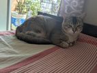 Deshi Cat for Adoption